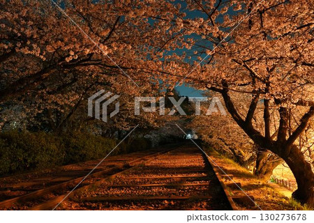 Fantastic cherry blossoms at night and abandoned railway tracks 130273678