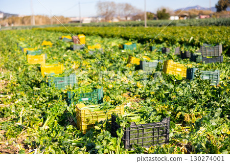 Crates with celery harvest in a farmer field on sunny day 130274001