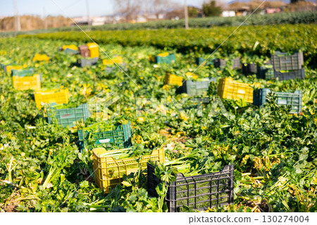 Green field with boxes of celery during harvest in spring 130274004