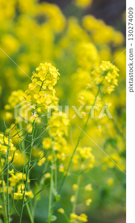 Rape blossoms bathed in spring light Rape blossoms bathed in spring light 130274009