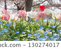 Tulips and nemophila spring flowers all on top 130274017