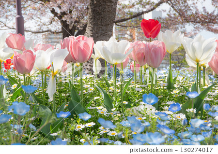 Tulips and nemophila spring flowers all on top Tulips and nemophila spring flowers all on top 130274017
