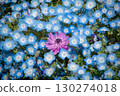 Anemone flowers surrounded by nemophila in full bloom 130274018