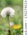 Fluffy dandelions 130274019