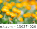 Gentle orange calendula 130274020
