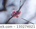A lone plum blossom under the cold sky 130274021