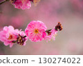 Bright pink plum blossoms 130274022