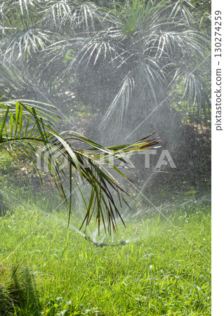 Sprinklers for watering plants during the scorching summer 130274259