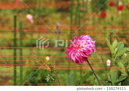 Dahlia flowers blooming in autumn flower bed Dahlia flowers blooming in autumn flower bed 130274311