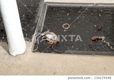 A mouse caught on a sticky mouse trap sheet 130274346