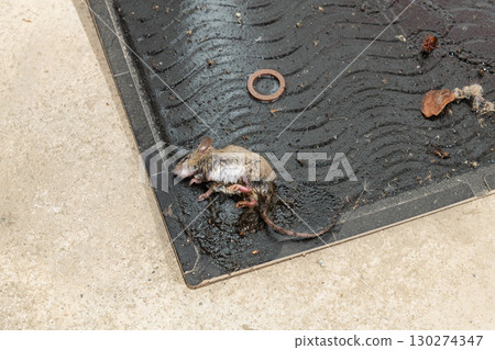 A mouse caught on a sticky mouse trap sheet 130274347