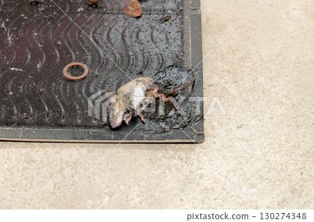 A mouse caught on a sticky mouse trap sheet 130274348