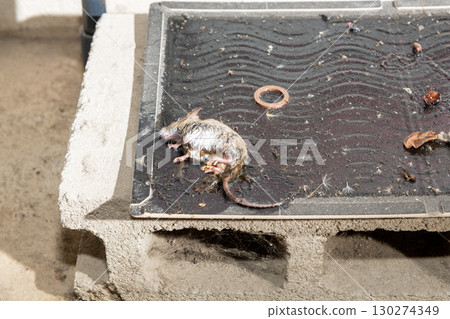 A mouse caught on a sticky mouse trap placed on a concrete block 130274349