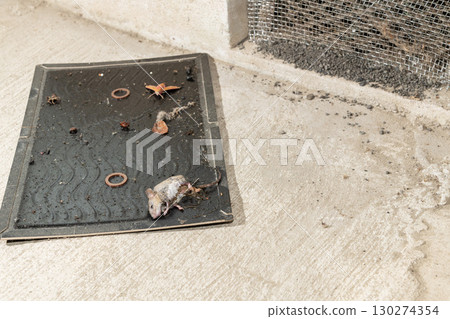 一隻老鼠被安裝在屋簷通風口旁的黏鼠板捕獲 130274354