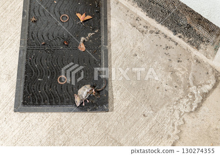 A mouse caught on a sticky mouse trap sheet 130274355