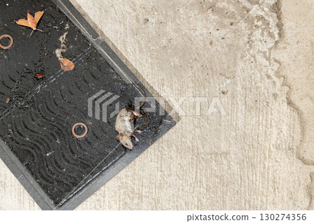 A mouse caught on a sticky mouse trap sheet 130274356
