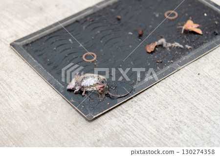A mouse caught on a sticky mouse trap sheet 130274358