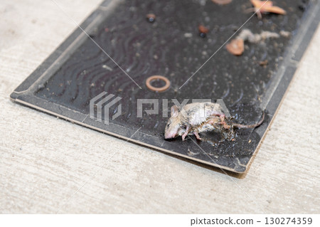 A mouse caught on a sticky mouse trap sheet 130274359