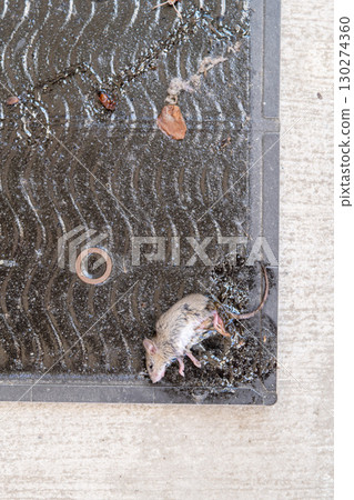 A mouse caught on a sticky mouse trap sheet 130274360