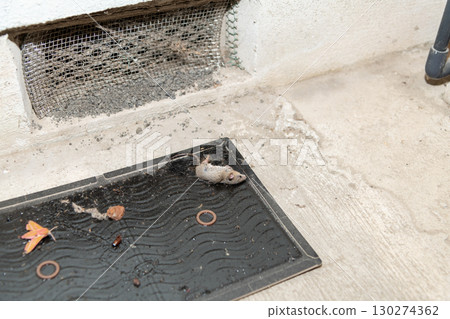 A mouse caught on a sticky mouse trap installed next to an under-eaves air vent 130274362