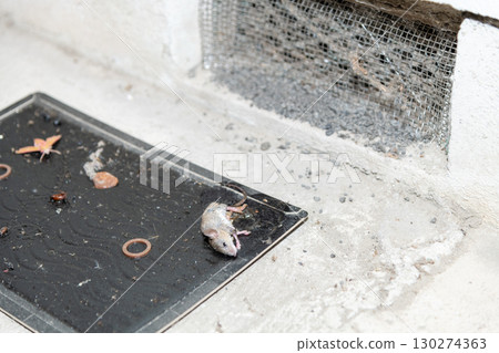 A mouse caught on a sticky mouse trap installed next to an under-eaves air vent 130274363