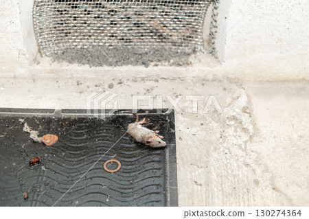 A mouse caught on a sticky mouse trap installed next to an under-eaves air vent 130274364
