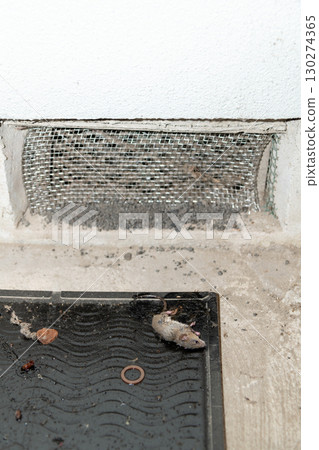A mouse caught on a sticky mouse trap installed next to an under-eaves air vent 130274365