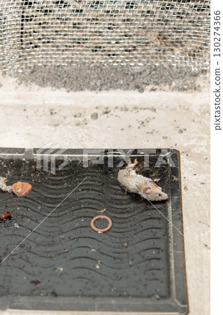 A mouse caught on a sticky mouse trap installed next to an under-eaves air vent A mouse caught on a sticky mouse trap installed next to an under-eaves air vent 130274366