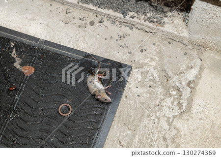 一隻老鼠被安裝在屋簷通風口旁的黏鼠板捕獲 130274369