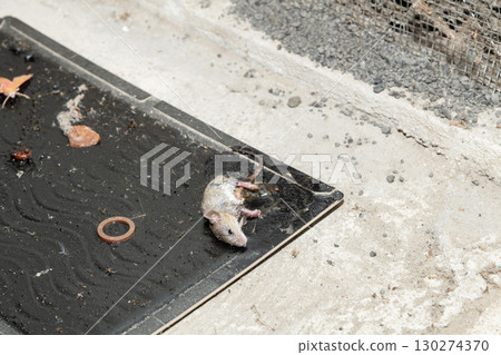 一隻老鼠被安裝在屋簷通風口旁的黏鼠板捕獲 130274370