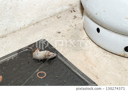 A mouse caught on a sticky mouse trap placed next to a gas cylinder 130274371