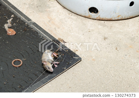 A mouse caught on a sticky mouse trap placed next to a gas cylinder 130274373
