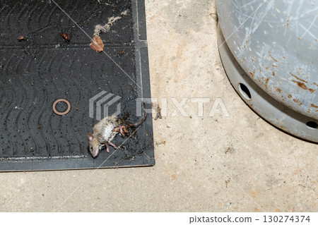 一隻老鼠被放在瓦斯罐旁的黏鼠板捕獲 130274374