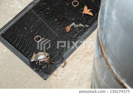 A mouse caught on a sticky mouse trap placed next to a gas cylinder 130274375