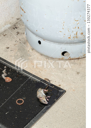 A mouse caught on a sticky mouse trap placed next to a gas cylinder 130274377