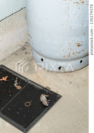 A mouse caught on a sticky mouse trap placed next to a gas cylinder 130274378