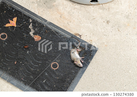 一隻老鼠被放在瓦斯罐旁的黏鼠板捕獲 130274380