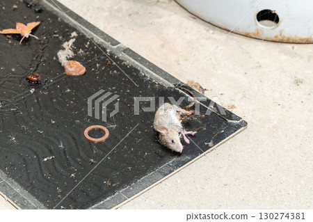 A mouse caught on a sticky mouse trap placed next to a gas cylinder A mouse caught on a sticky mouse trap placed next to a gas cylinder 130274381