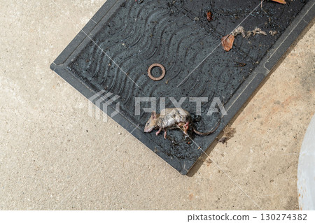 一隻老鼠被放在瓦斯罐旁的黏鼠板捕獲 130274382