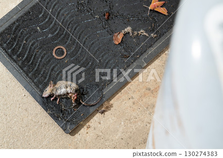 A mouse caught on a sticky mouse trap placed next to a gas cylinder 130274383