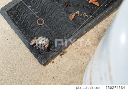 一隻老鼠被放在瓦斯罐旁的黏鼠板捕獲 130274384