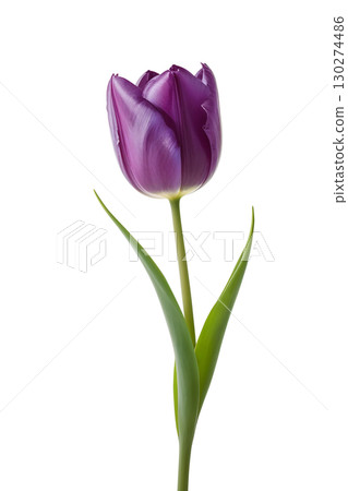 A purple tulip flower PNG, Tulip Festival, Mother's Day material picture 130274486