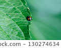 Ladybug on a jagged leaf 130274634