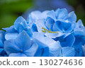 A praying mantis resting on a blue hydrangea 130274636