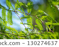 Refreshing new green metasequoia leaves 130274637