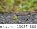 A lone tree frog on the asphalt 130274888