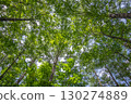Tree canopy in summer brilliance 130274889