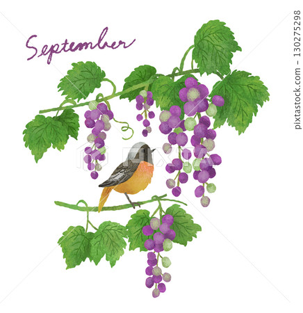 September Flowers and Birds - Grapes and Daurian Redstart September Flowers and Birds - Grapes and Daurian Redstart 130275298