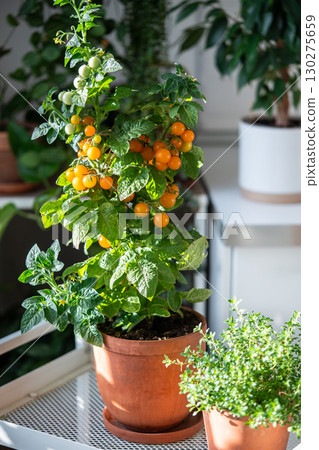 Homegrown of cherry yellow tomato, thyme in clay pot growing at home, closeup 130275659