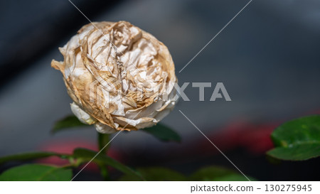 Dry rose flower on rose tree. Dry rose problem including insufficient water, improper soil conditions, pest or disease issues, or even physical damage to the stem or roots. Dry rose flower on rose tree. Dry rose problem including insufficient water, improper soil conditions, pest or disease issues, or even physical damage to the stem or roots. 130275945